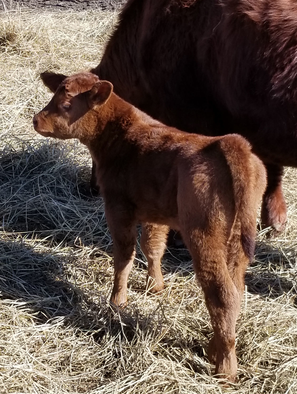 New calf